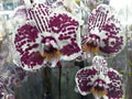 Flowering Orchid falenopsis prepared for sale at shop Royalty Free Stock Photo