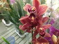 Flowering Orchid falenopsis prepared for sale at shop