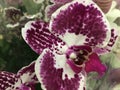 Flowering Orchid falenopsis prepared for sale at shop