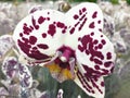 Flowering Orchid falenopsis prepared for sale at shop Royalty Free Stock Photo