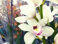 Flowering Orchid falenopsis prepared for sale at shop