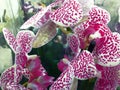 Flowering Orchid falenopsis prepared for sale at shop