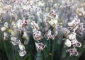 Flowering Orchid falenopsis prepared for sale at shop Royalty Free Stock Photo