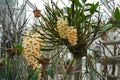 Flowering orchid in Latin called Dendrobium Farmeri-Thyrsiflorum growing in a greenhouse of botanic garden. Royalty Free Stock Photo