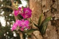 flowering orchid standing on a tree trunk