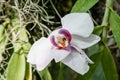 Flowering orchids in the botanical garden