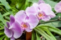 Flowering orchids in the botanical garden