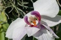 Flowering orchids in the botanical garden