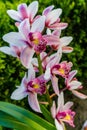 Flowering orchids in the garden. Twigs beige orchids, floral background.