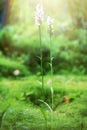 Flowering orchis