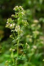 Flowering oregano, Origanum vulgare, culinary herb, curative plant Royalty Free Stock Photo