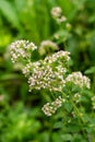 Flowering oregano, Origanum vulgare, culinary herb, curative plant Royalty Free Stock Photo