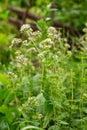 Flowering oregano, Origanum vulgare, culinary herb, curative plant Royalty Free Stock Photo