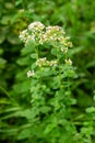 Flowering oregano, Origanum vulgare, culinary herb, curative plant Royalty Free Stock Photo