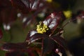 Flowering oregon grape (Mahonia aquifolium) in spring Royalty Free Stock Photo