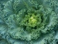 Flowering ornamental cabbage