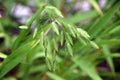 flowering ornamental grass in summer, flowering Chasmanthium