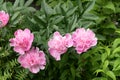 Flowering of an ornamental perennial bush of pink peony in a country garden.