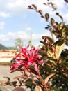 Flowering Ornamental Plant - Chinese Fringe Flower