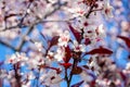 Flowering ornamental purple-leaf plum Hollywood with white flowers in the garden in spring.