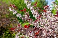 Flowering ornamental purple-leaf plum Hollywood with white flowers in the garden in spring.