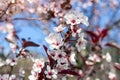 Flowering ornamental purple-leaf plum Hollywood with white flowers in the garden in spring.