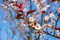 Flowering ornamental purple-leaf plum Hollywood with white flowers in the garden in spring.