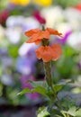 Flowering ornamental shrub Crossandra or Firecracker Flower