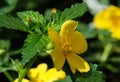 Flowering ornamental shrub damiana