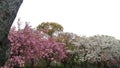 Flowering Osaka Castle, Japan