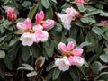 Flowering pale pink rhododendron