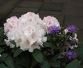 Flowering pale pink rhododendron