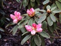 Flowering pale pink rhododendron