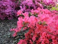 Flowering pale pink rhododendron