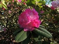 Flowering pale pink rhododendron