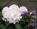 Flowering pale pink rhododendron