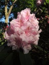 Flowering pale pink rhododendron