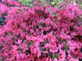 Flowering pale pink rhododendron