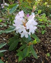 Flowering pale pink rhododendron