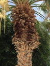 Flowering palm tree