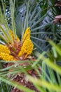 Date palm with blossom Female tree plant flowers Royalty Free Stock Photo