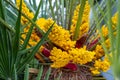 Yellow bunches hanging from a tree Royalty Free Stock Photo