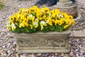 Flowering pansies in stone trough