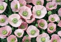 flowering Papaveraceae plant early charming Pretty colorful spring Papaveroideae pink decorative herbaceous subfamily poppies