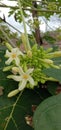 a flowering papaya fruit plant