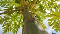 papaya flowers growing on tree trunks: flowers on Tree Branches in Natural Beauty