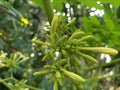 This a flower of papaya