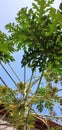 flowering papaya tree, looks beautiful and attractive,