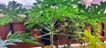 Lush Papaya trees are flowering in the yard