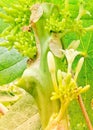 Flowering papaya trees, green, yellow, fresh, background,